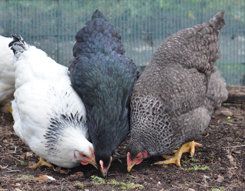 מויר אוף אורד Home Farm Bed And Breakfast מראה חיצוני תמונה