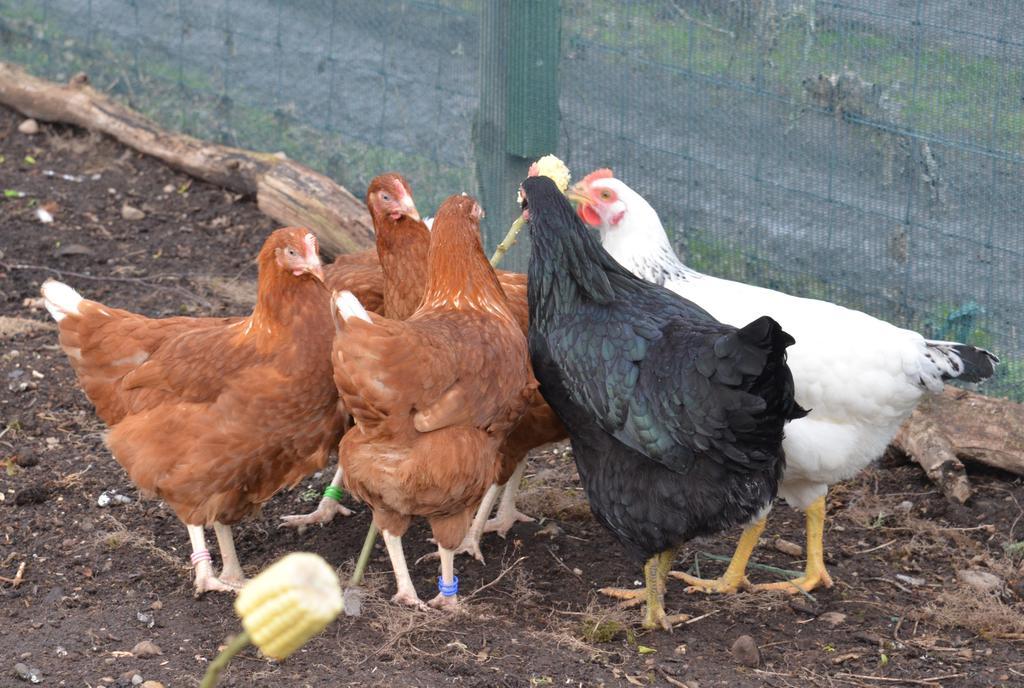 מויר אוף אורד Home Farm Bed And Breakfast מראה חיצוני תמונה