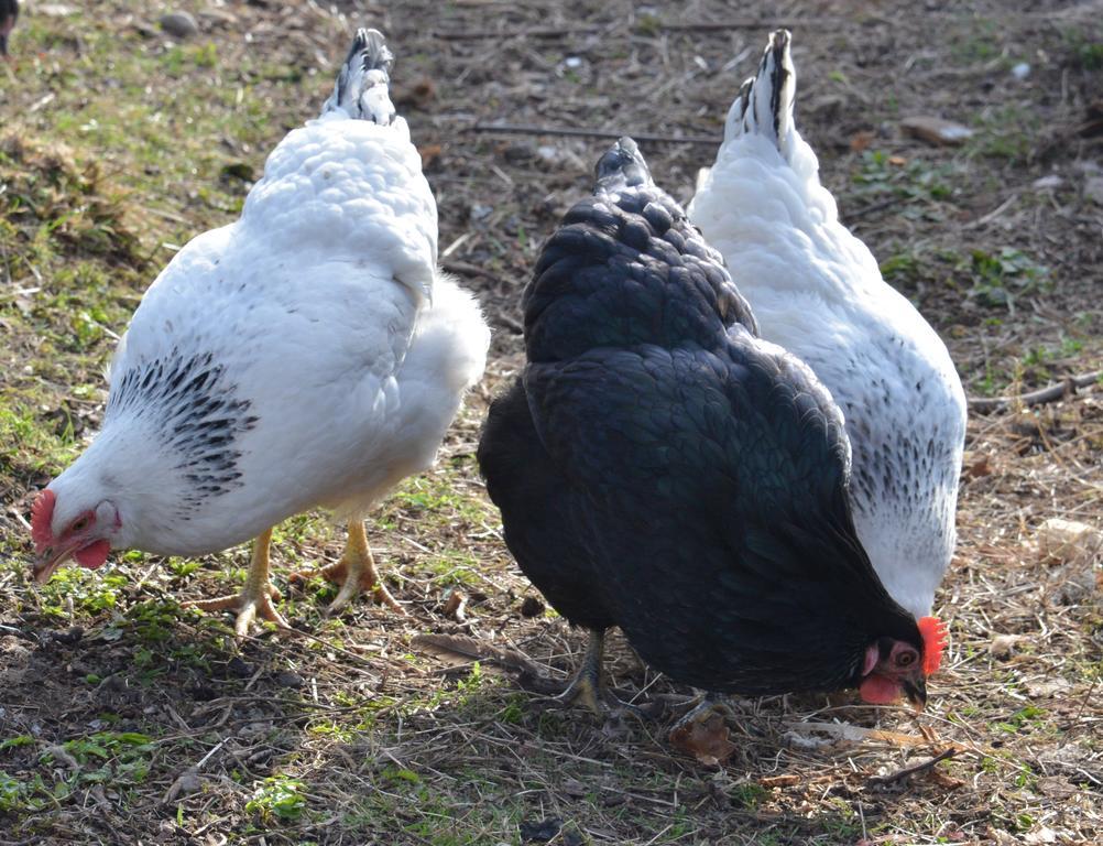 מויר אוף אורד Home Farm Bed And Breakfast מראה חיצוני תמונה